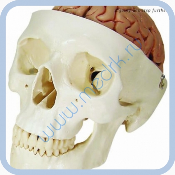 Модель черепа человека с мозгом A20/9  Вид 1