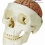 Модель черепа человека с мозгом A20/9  Вид 1
