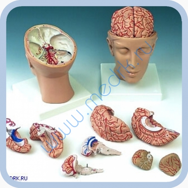 Модель головы с мозгом C25  Вид 2