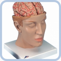 Модель головы с мозгом C25 
