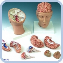 Модель головы с мозгом C25  Вид 1