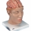 Модель головы с мозгом C25  Вид 1