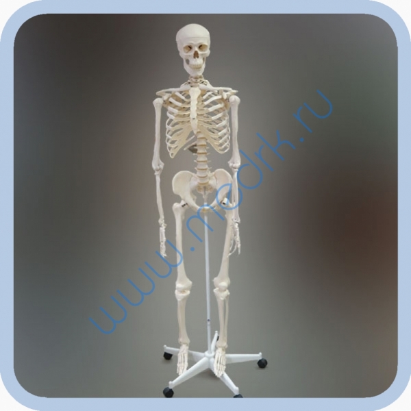 Макет скелета человека 170 см на роликовой подставке  Вид 1