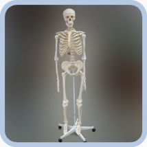 Макет скелета человека 170 см на роликовой подставке 