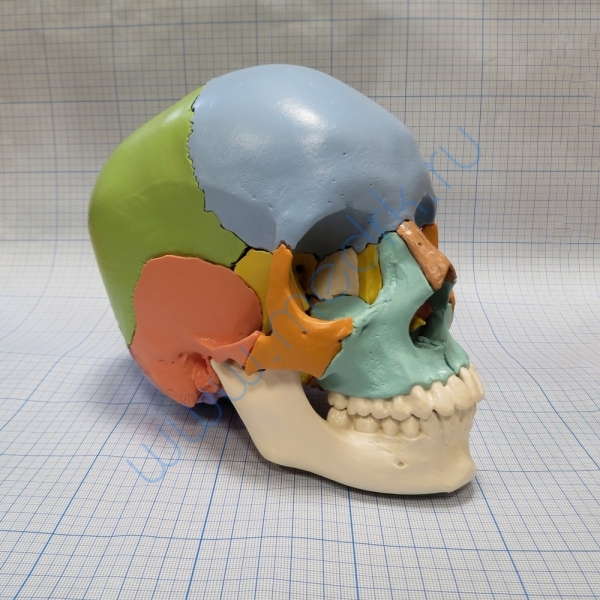 Модель черепа A291  Вид 1