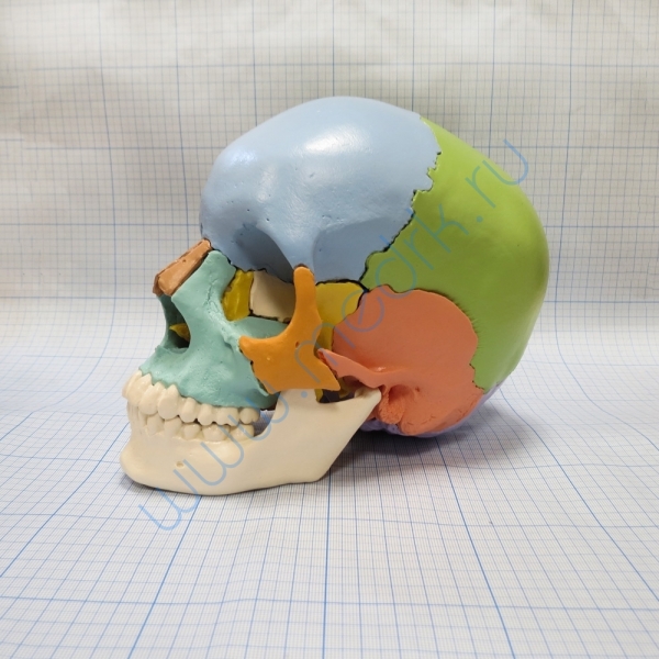 Модель черепа A291  Вид 3