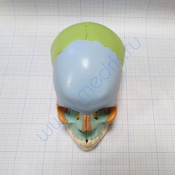 Модель черепа A291  Вид 5