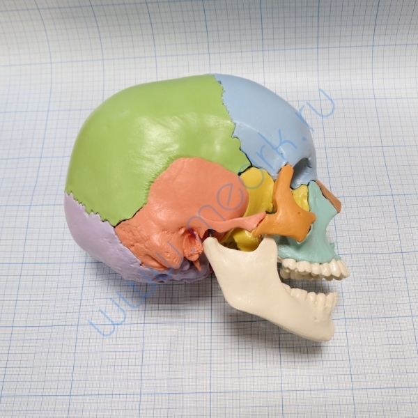 Модель черепа A291  Вид 6