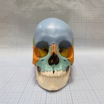 Модель черепа A291  Вид 1