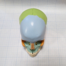Модель черепа A291  Вид 4