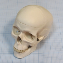 Макет черепа A20