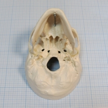 Макет черепа A20  Вид 6