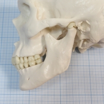 Макет черепа A20  Вид 8
