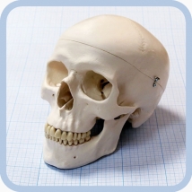 Макет черепа A20  Вид 9