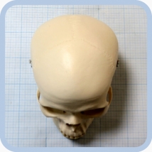 Макет черепа A20  Вид 10