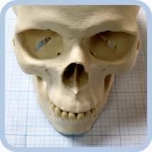 Макет черепа A20  Вид 11