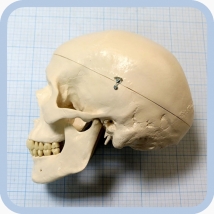 Макет черепа A20  Вид 12