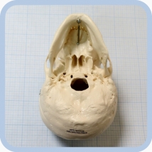 Макет черепа A20  Вид 13