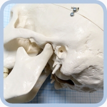Макет черепа A20  Вид 15