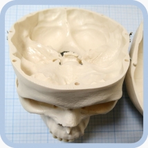 Макет черепа A20  Вид 19