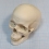 Макет черепа A20  Вид 1