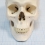 Макет черепа A20  Вид 2