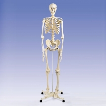 Модель скелета человека A10  Вид 1