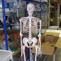 Модель скелета человека A10  Вид 2