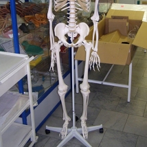 Модель скелета человека A10  Вид 3