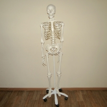 Модель скелета человека A10