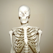 Модель скелета человека A10  Вид 4