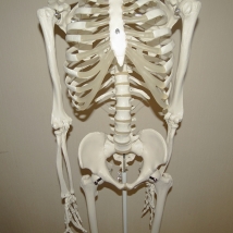 Модель скелета человека A10  Вид 5