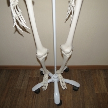 Модель скелета человека A10  Вид 6