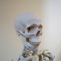 Модель скелета человека A10  Вид 7