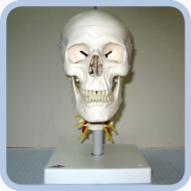 Модель черепа на шейном отделе позвоночника, арт. A20/1