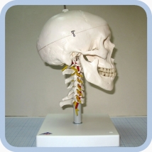 Модель черепа на шейном отделе позвоночника, арт. A20/1  Вид 1
