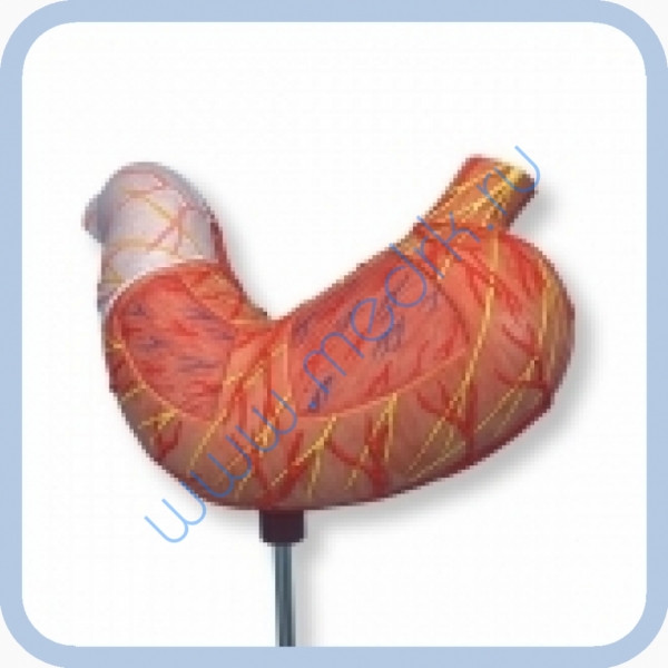 Модель желудка человека из 2 частей K15  Вид 2