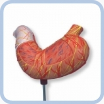 Модель желудка человека из 2 частей K15  Вид 1