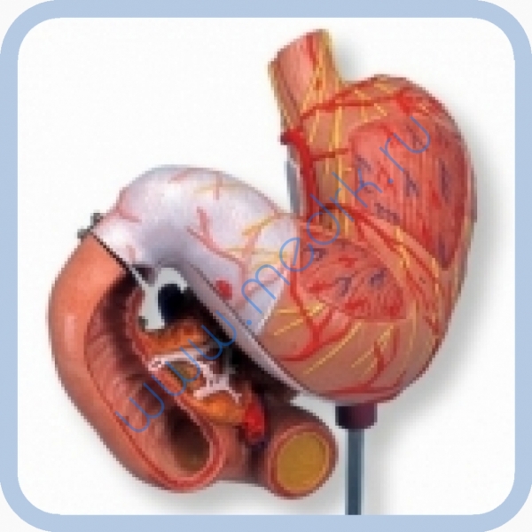 Макет человеческого желудка из 3 частей K16  Вид 2