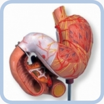 Макет человеческого желудка из 3 частей K16  Вид 1