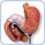 Макет человеческого желудка из 3 частей K16  Вид 3