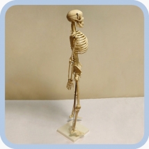 Макет скелета человека 85 см на подставке  Вид 4