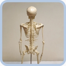 Макет скелета человека 85 см на подставке  Вид 6