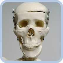 Макет скелета человека 85 см на подставке  Вид 9