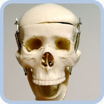 Макет скелета человека 85 см на подставке  Вид 10