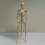 Макет скелета человека 85 см на подставке  Вид 1