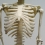 Макет скелета человека 85 см на подставке  Вид 3