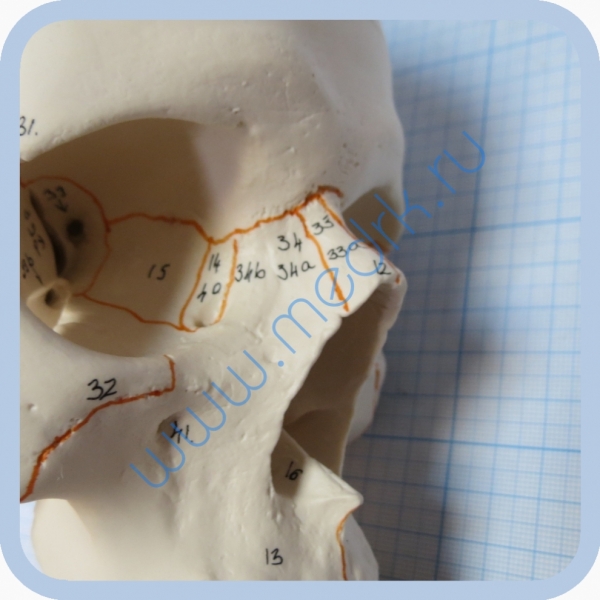 Модель черепа A22 классическая 3B Scientific  Вид 2