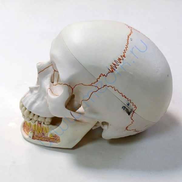 Модель черепа A22 классическая 3B Scientific  Вид 5