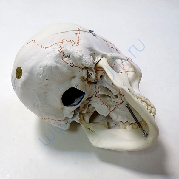 Модель черепа A22 классическая 3B Scientific  Вид 9